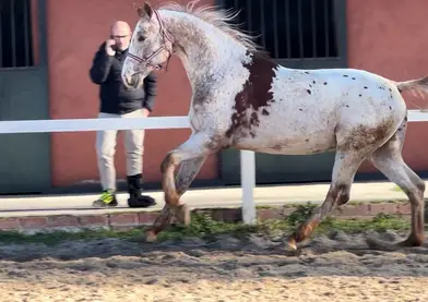 SEMENTAL APPALOOSA CENTRO EUROPEO 175 DE ALZADA, LINEA VIVALDI