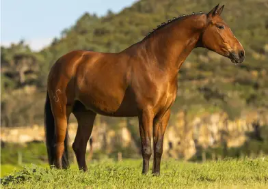 Semental Lusitano con buen carácter en Venta