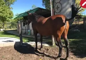 Ponemos a la venta yegua Pre 🇪🇦🇪🇦 con 1.78 17 años