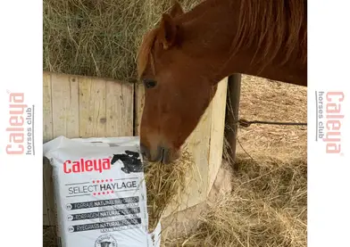 SELECT HAYLAGE FORRAJE NATURAL RYEGRASS