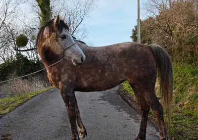 En venta yegua Anglo árabe 50%