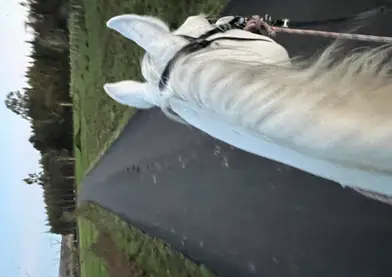 SEMENTAL PRA EGIPCIO