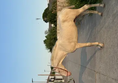 Se vende potro Palomino perla PRE de dos años y 4 meses