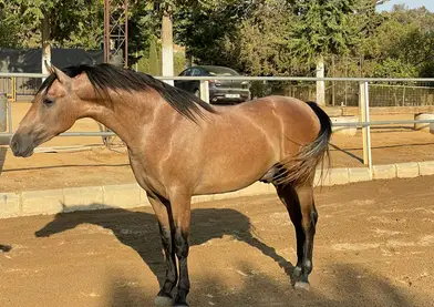 Pre inscrito vikingo ml