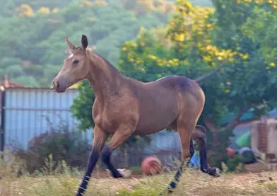 Potro bayo con 6 meses