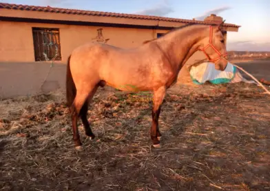 Se vende un potro ballo puro español con papeles