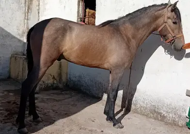 Vendo potro PRE