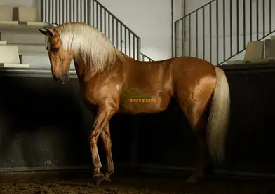 Venta de semen de (Brujo Torreluna)